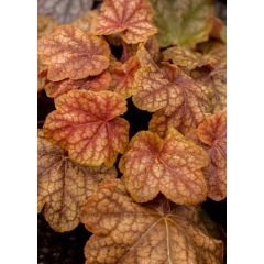 Żurawka 'World Caffe Arabica' - Heuchera World Caffe Arabica